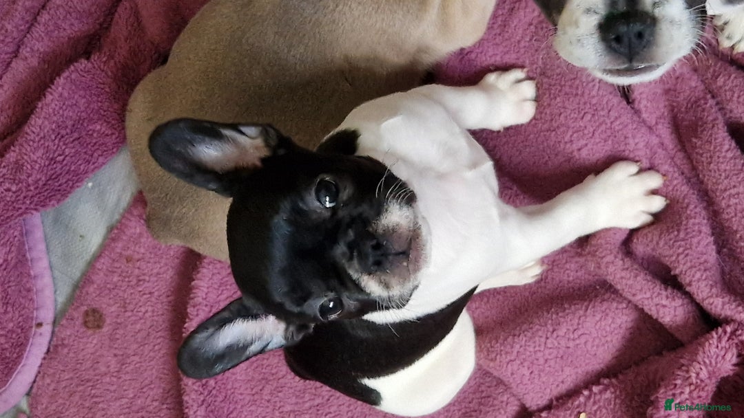 Mixed Breed dogs for sale: Fantastic 3/4 French bulldog and a 1/4 jack puppy - Image 28