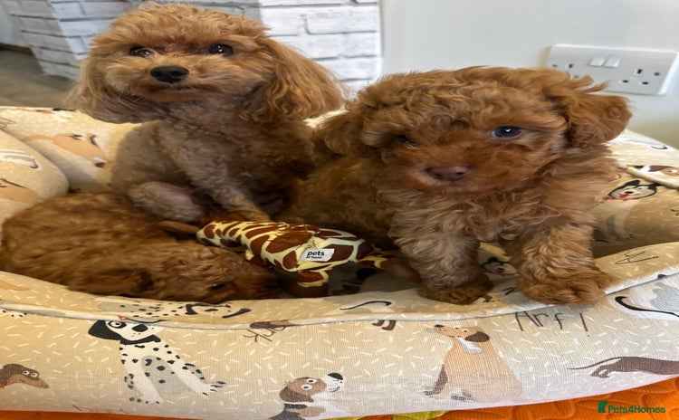 Toy Poodle dogs - Advert 9