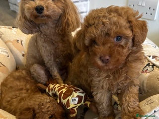 Toy Poodle dogs Beautiful red Toy Poodle Puppies - Advert 18