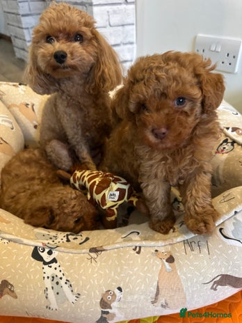 Toy Poodle dogs - Advert 9