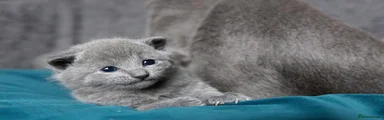 Russian Blue 1