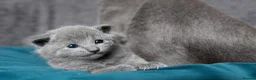 Russian Blue cats for sale: Pure Russian Blue male kitten  - Advert 2