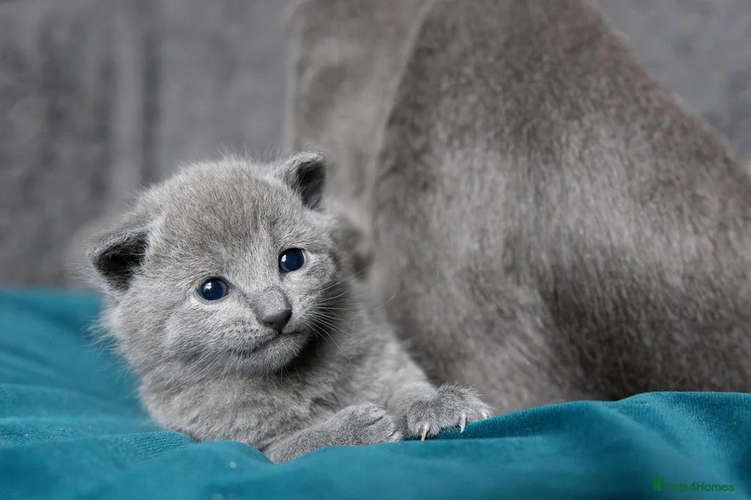 Russian Blue cats for sale: Pure Russian Blue male kitten  - Advert 2