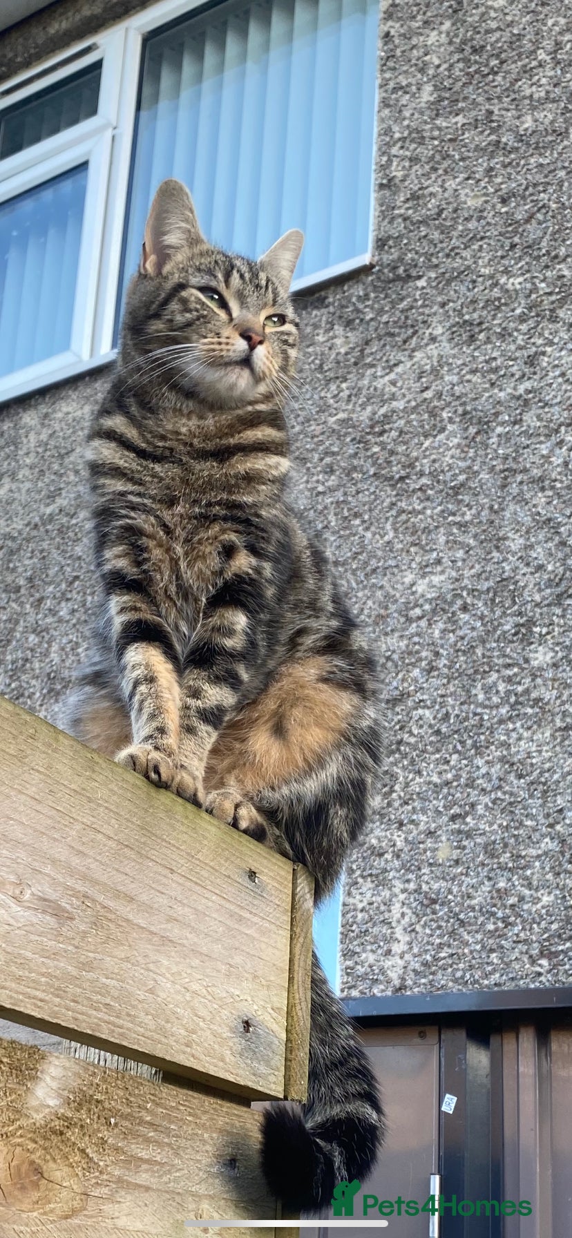 Mixed Breed cats Beautiful black/brown tabby’s  - Advert 1