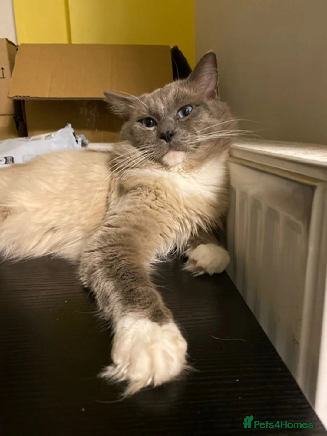 Ragdoll cats for stud: GCCF Reg. Blue point mitted Ragdoll Stud - JEEVES - Advert 7