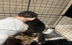 British Shorthair cats for sale: 🏆 Beautiful litter british shorthair babies 🥇  - Image 7