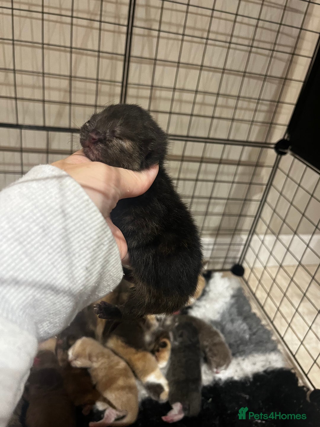 British Shorthair cats for sale: 🏆 Beautiful litter british shorthair babies 🥇  - Image 7