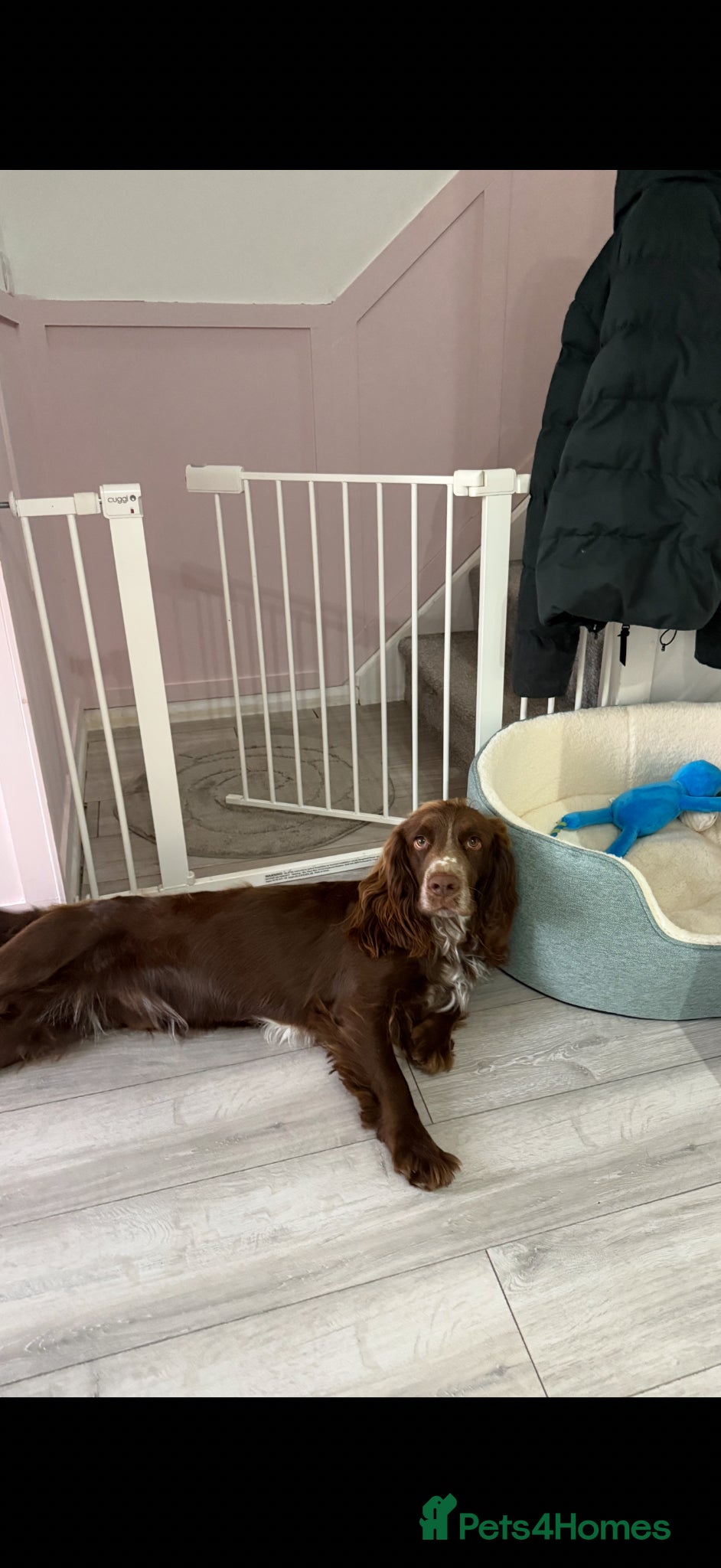 Cocker Spaniel dogs Coco the STUD - Advert 8