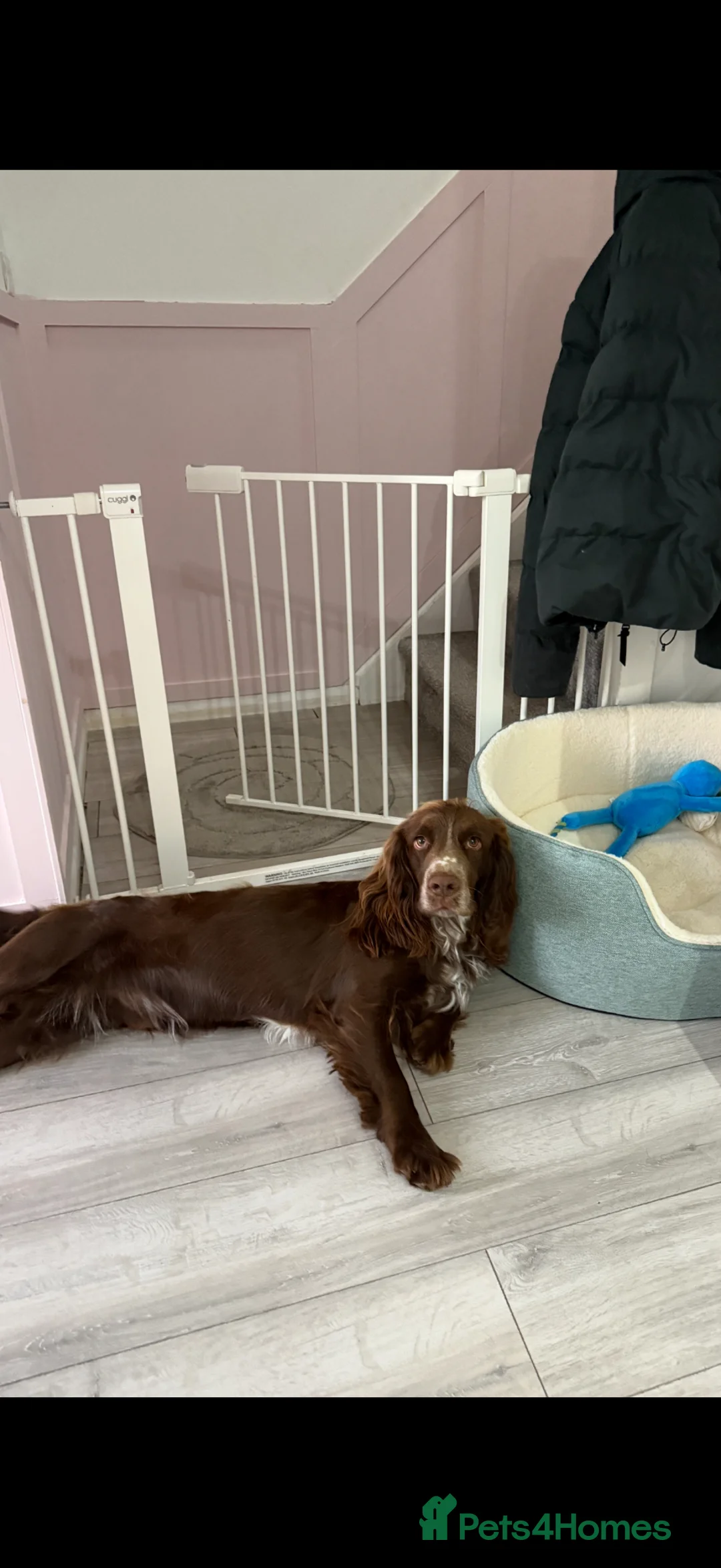 Cocker Spaniel dogs for stud: Coco the STUD - Advert 1