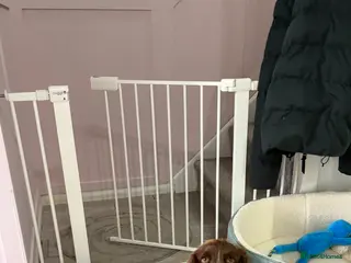 Cocker Spaniel dogs Coco the STUD - Advert 8