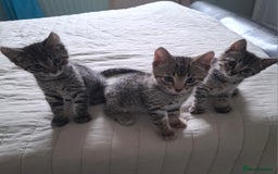 Bengal cats for sale: Bengal Cross Kittens - Image 1