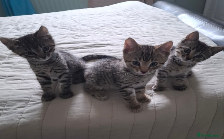 Bengal cats - Advert 4