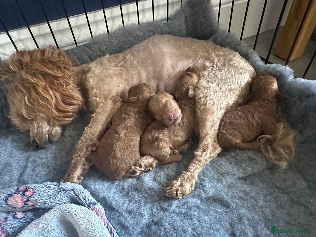 Toy Poodle dogs for sale: KC Registered Toy Poodle puppies - Image 9