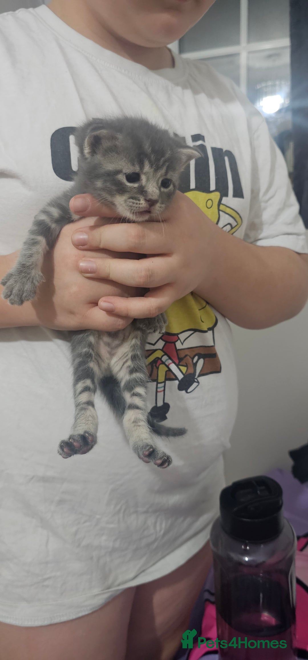 American Shorthair cats for sale: Sweet cats  - Advert 6