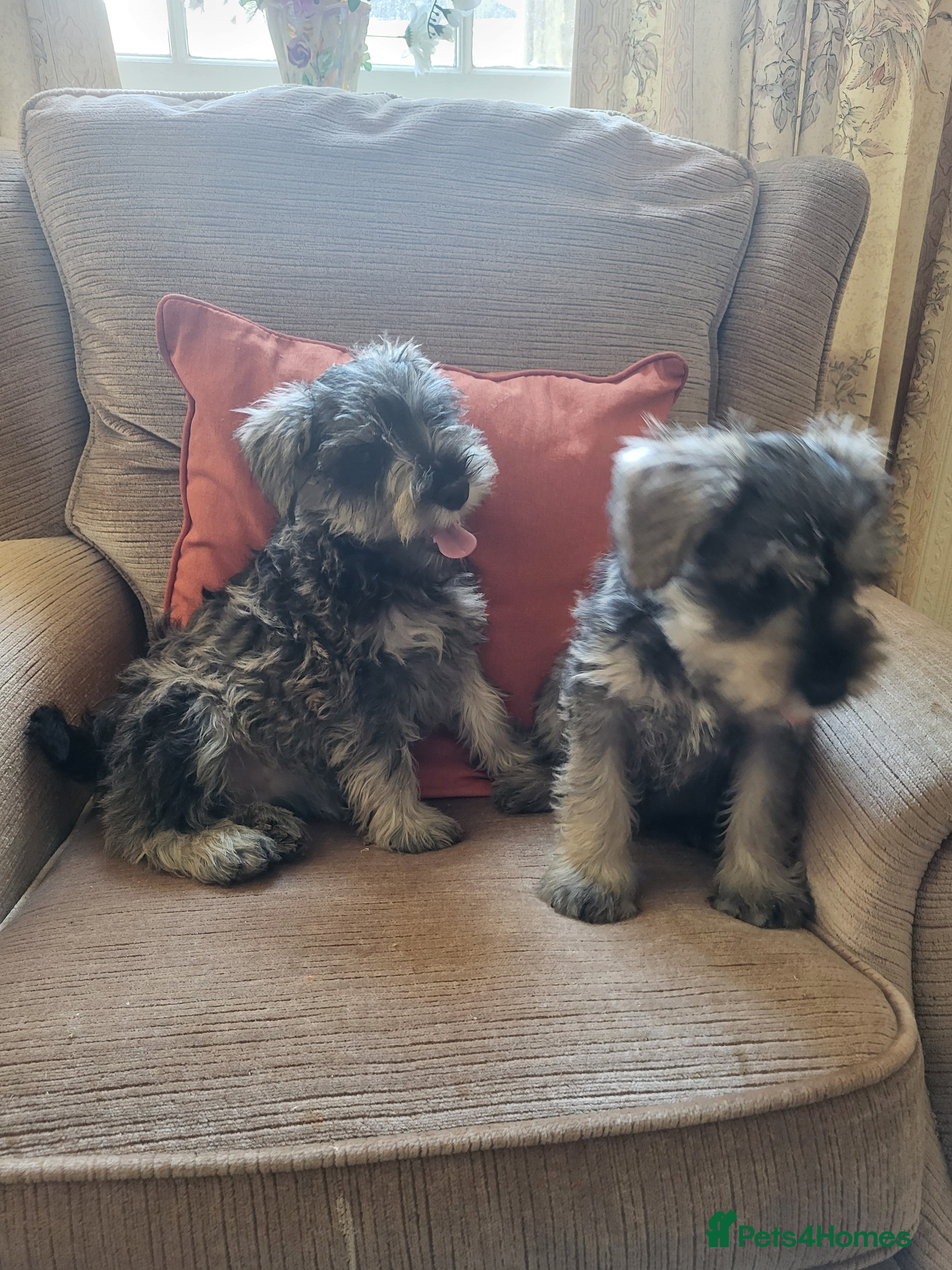 Miniature Schnauzer dogs Lovely miniature schnauzer's - Advert 1