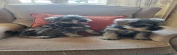Miniature Schnauzer dogs for sale: Lovely miniature schnauzer's - Advert 1