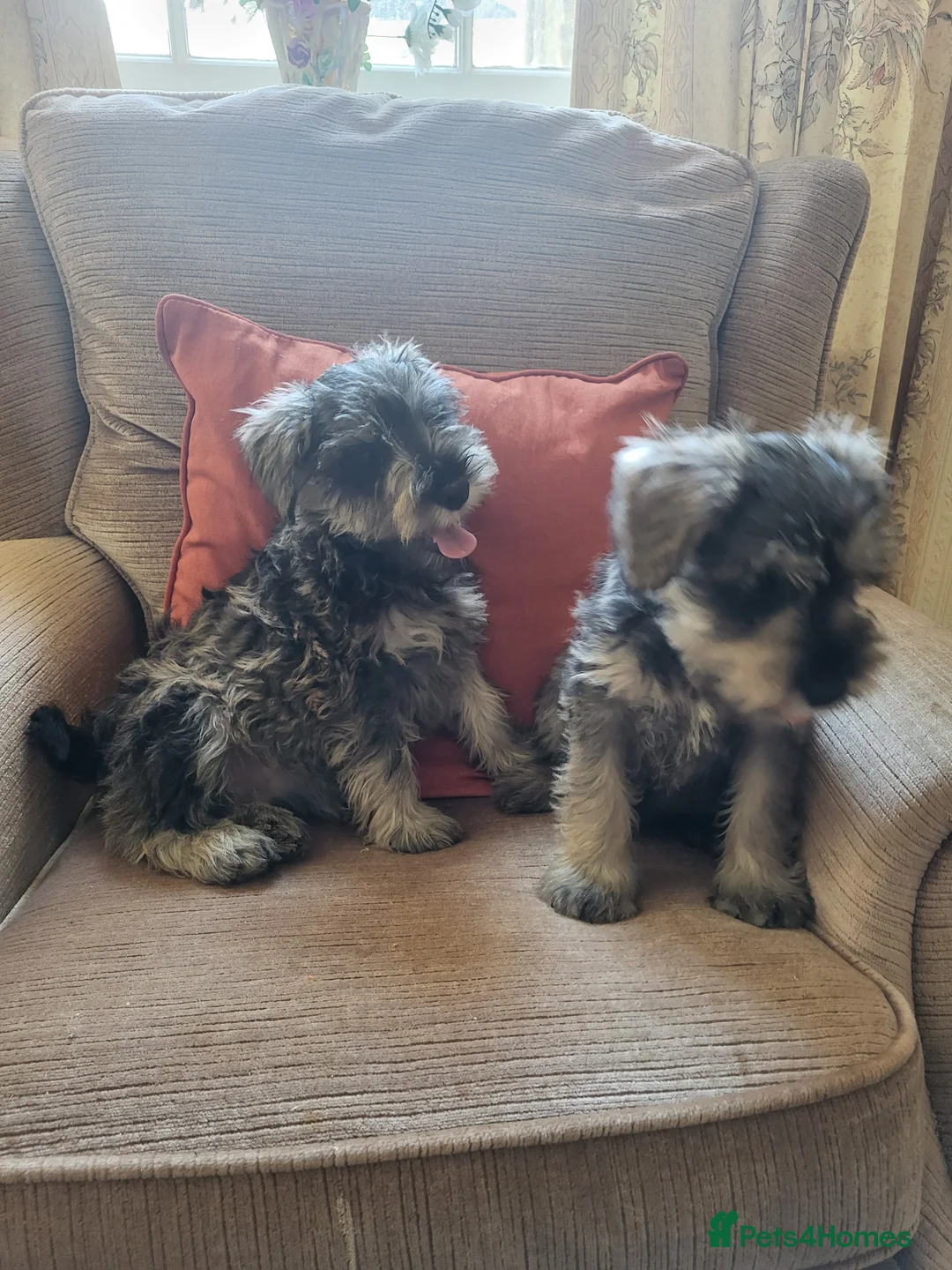 Miniature Schnauzer dogs for sale: Lovely miniature schnauzer's - Advert 1