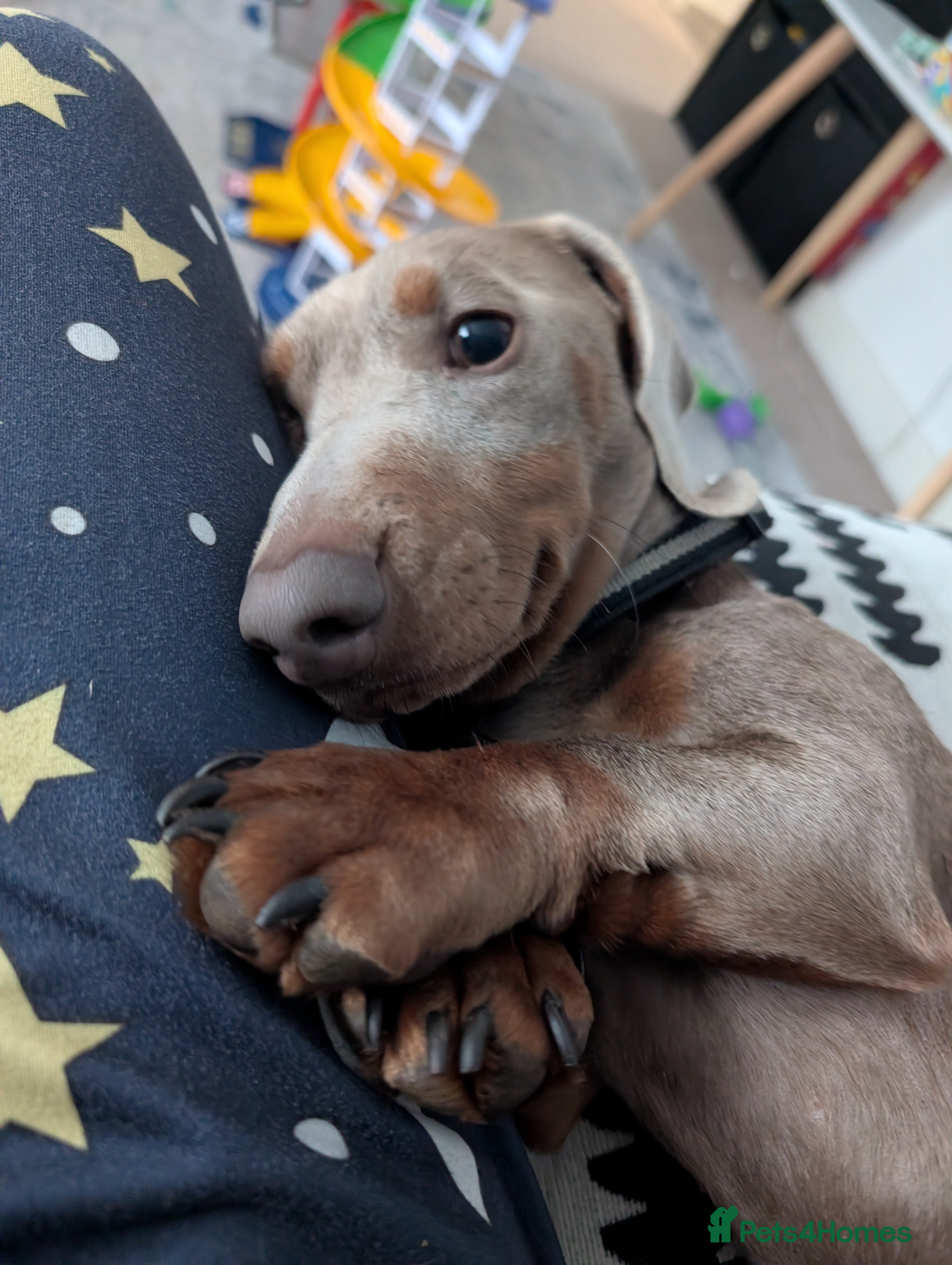 Dachshund dogs Stud  - Advert 4