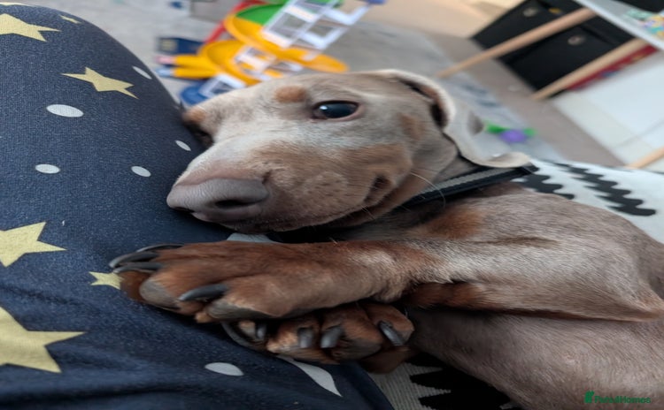 Dachshund dogs Stud  - Advert 9