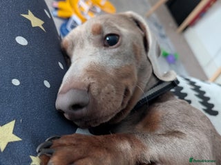 Dachshund dogs for stud: Stud - Advert 1