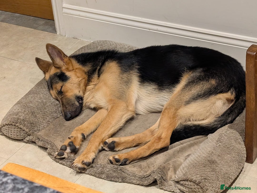 German Shepherd dogs for sale: Rocco 18 month old working line GSD - Advert 1