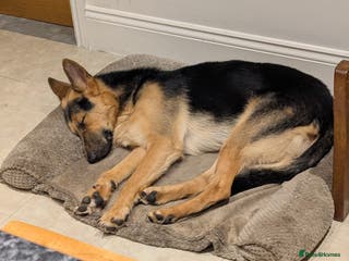 German Shepherd dogs Rocco 18 month old working line GSD - Advert 9