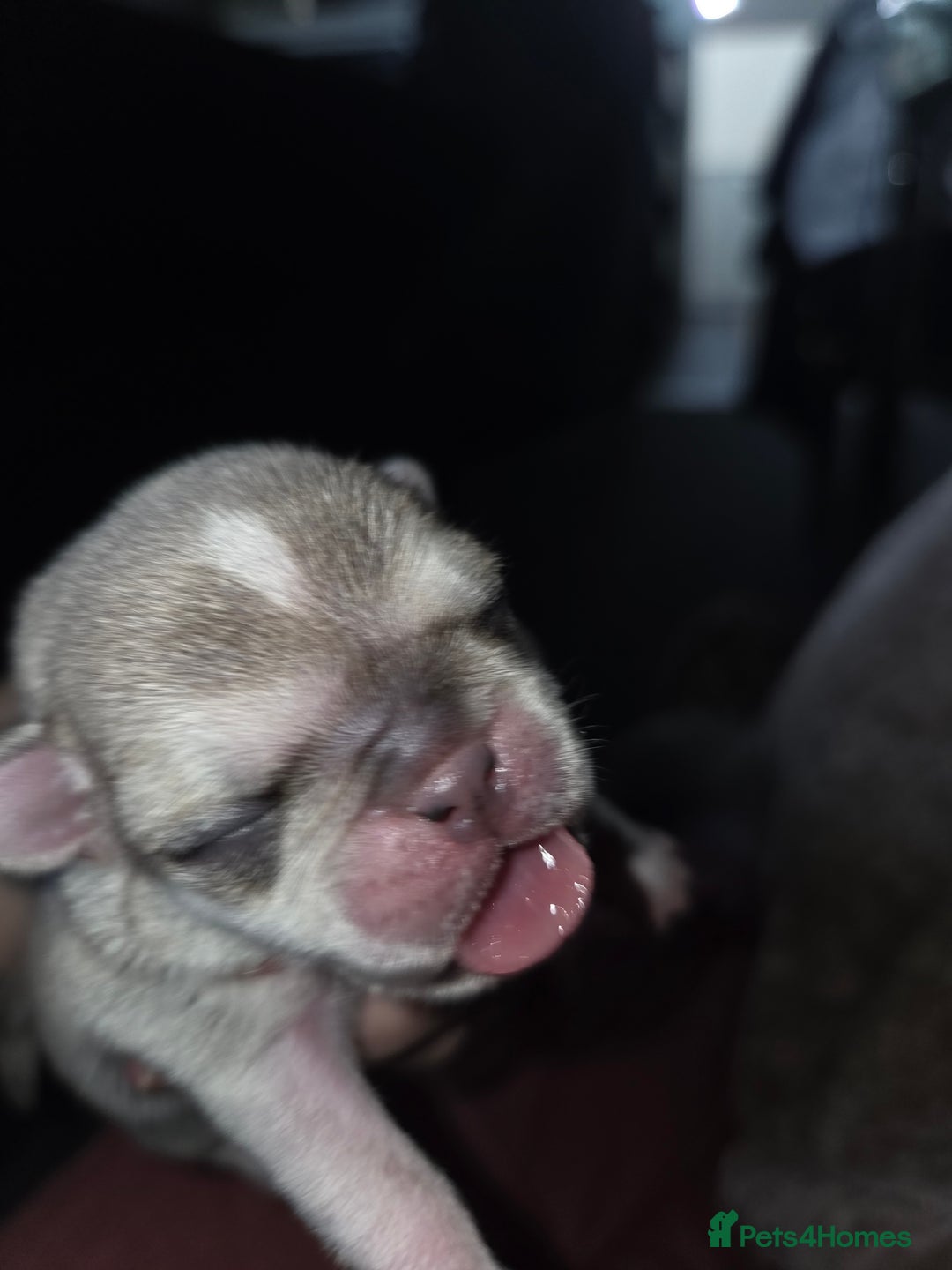 Pug dogs for sale: Stunning rare silver platinum panda purebreed pugs - Advert 3