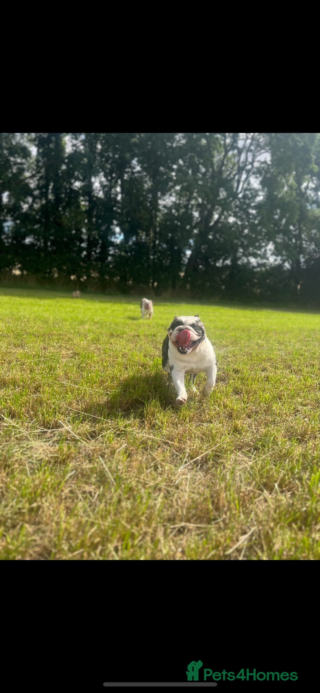 English Bulldog dogs for sale: Fendi English bulldog - Advert 4