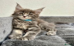 Maine Coon cats for sale: Champion line Maine Coon kittens available  - Image 2