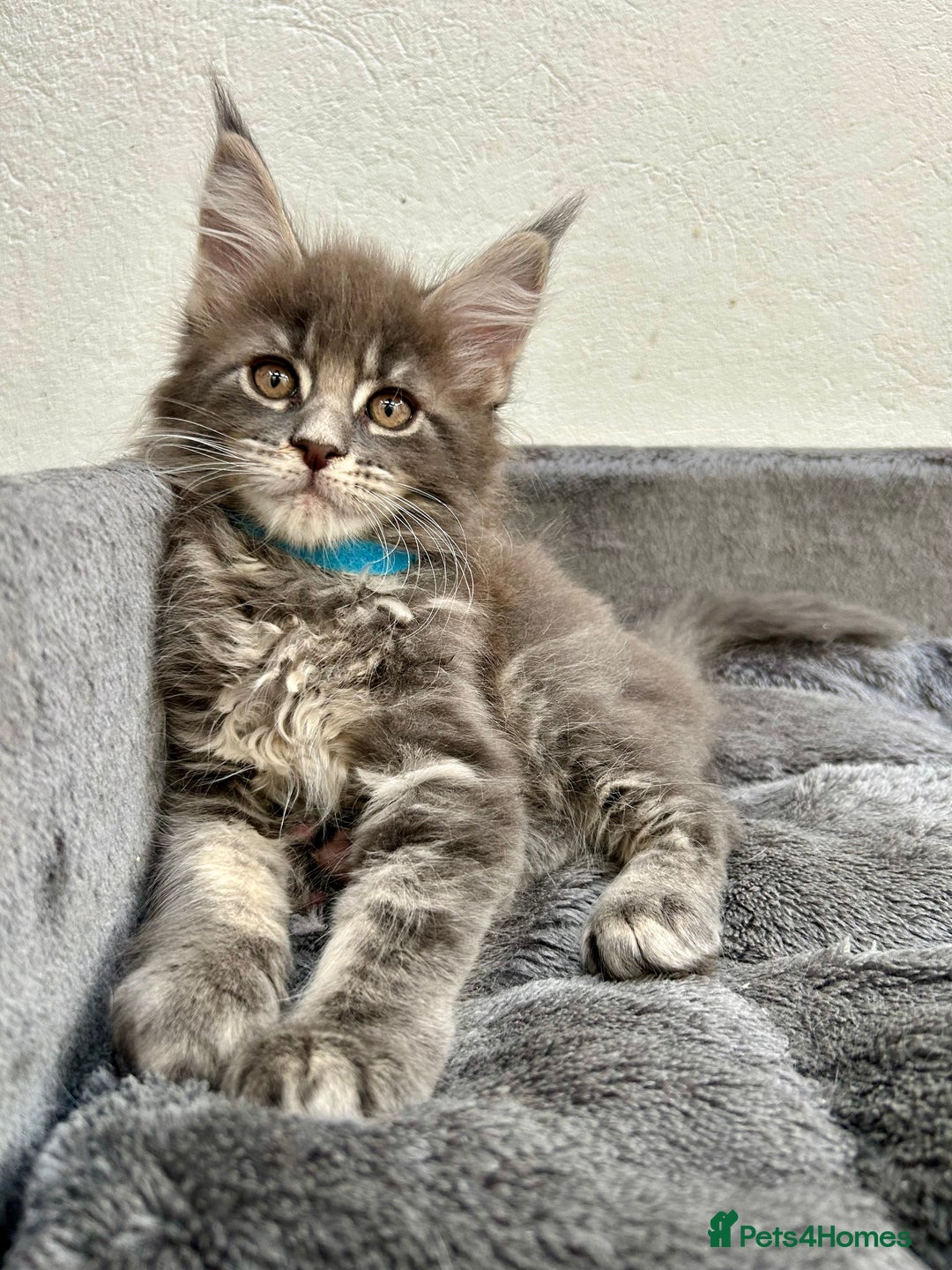 Maine Coon cats for sale: Champion line Maine Coon kittens available  - Image 2