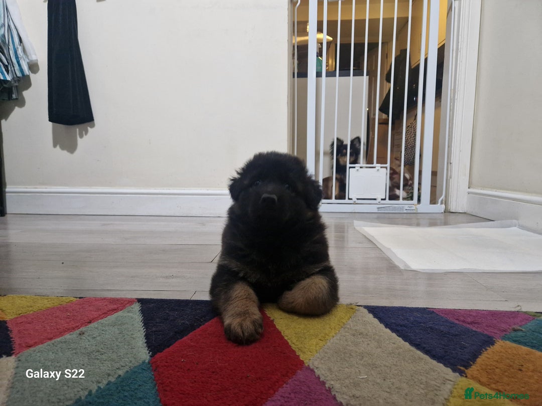 German Shepherd dogs for sale: KC REG GSD PUPPIES FULLY SCORED AND TESTED PARENTS - Image 21