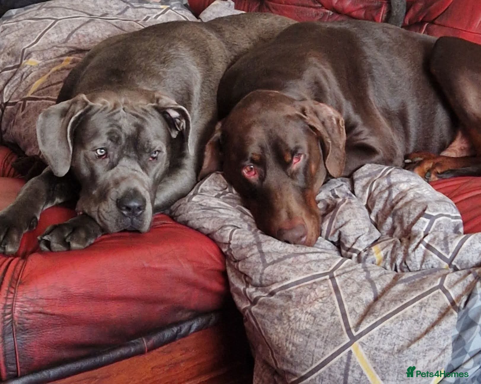 Mixed Breed dogs Cane corso /doberman mix in Dolgellau - Advert 1