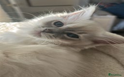 Ragdoll cats for sale: 3 beautiful GCCF Ragdoll Kittens  - Image 14