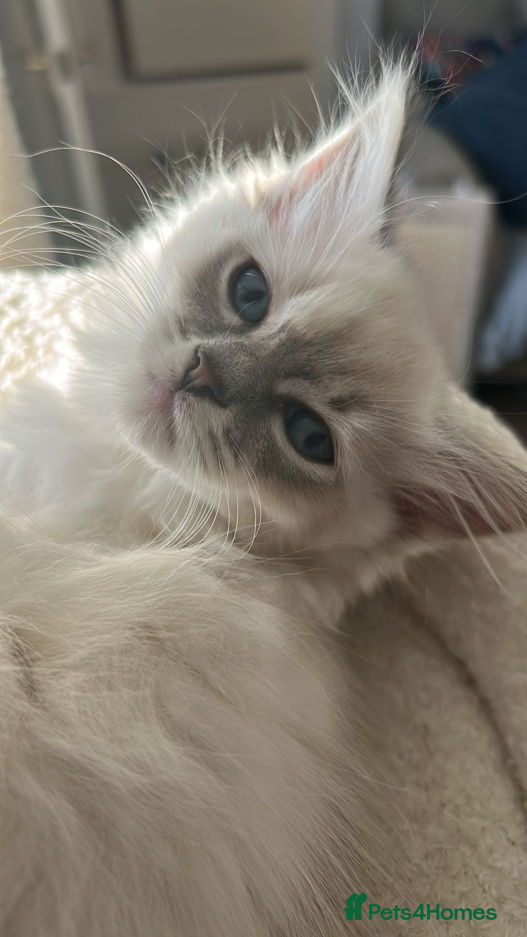 Ragdoll cats for sale: 3 beautiful GCCF Ragdoll Kittens  - Image 14