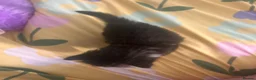 Mixed Breed cats for sale: 5 gorgeous kittens for sale - Advert 21
