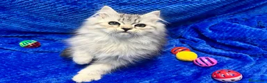 Siberian 1 white Collar
