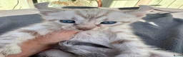 Keetso cats for sale: Awesome litter of polydactyl snow leopard Keetsos  - Advert 9