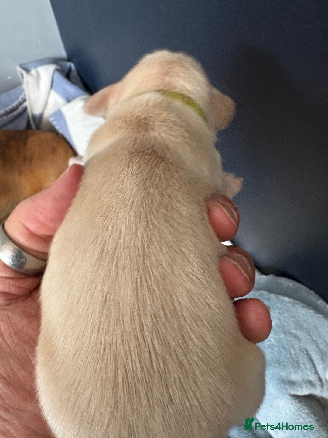 Miniature Dachshund dogs for sale: 5 SCRUMPTIOUS long hair mini Dachshunds  - Image 11