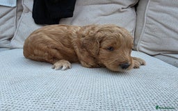 Goldendoodle dogs for sale: Beautiful F1B Goldendoodle Puppies DNA tested - Image 10