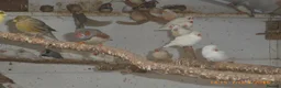 Mixed Breed birds for sale: Zebra Finch and Chinese painted Quail - Advert 2