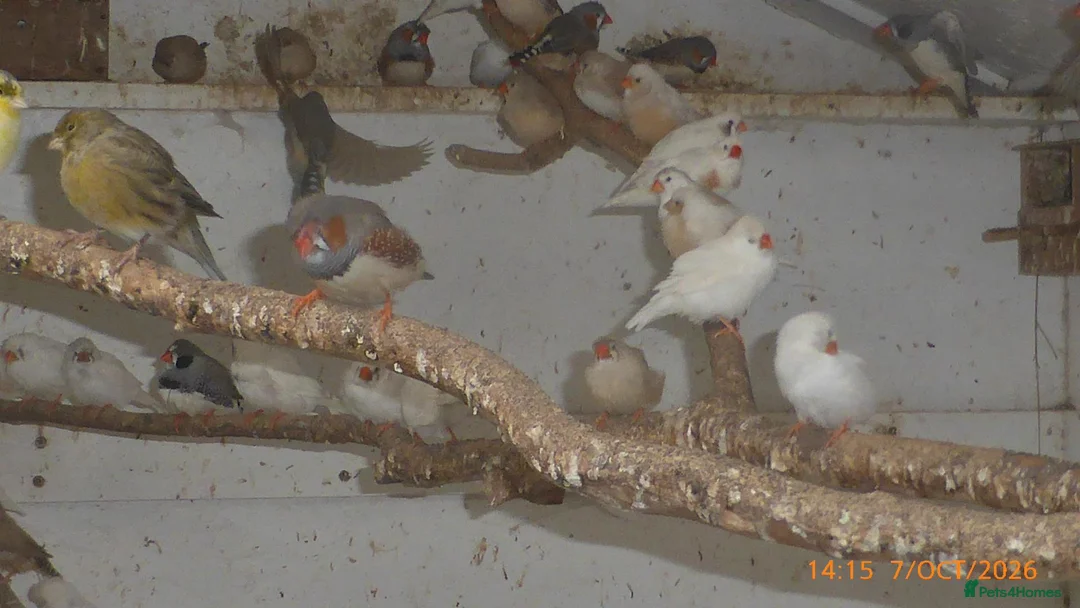 Mixed Breed birds for sale: Zebra Finch and Chinese painted Quail - Advert 2