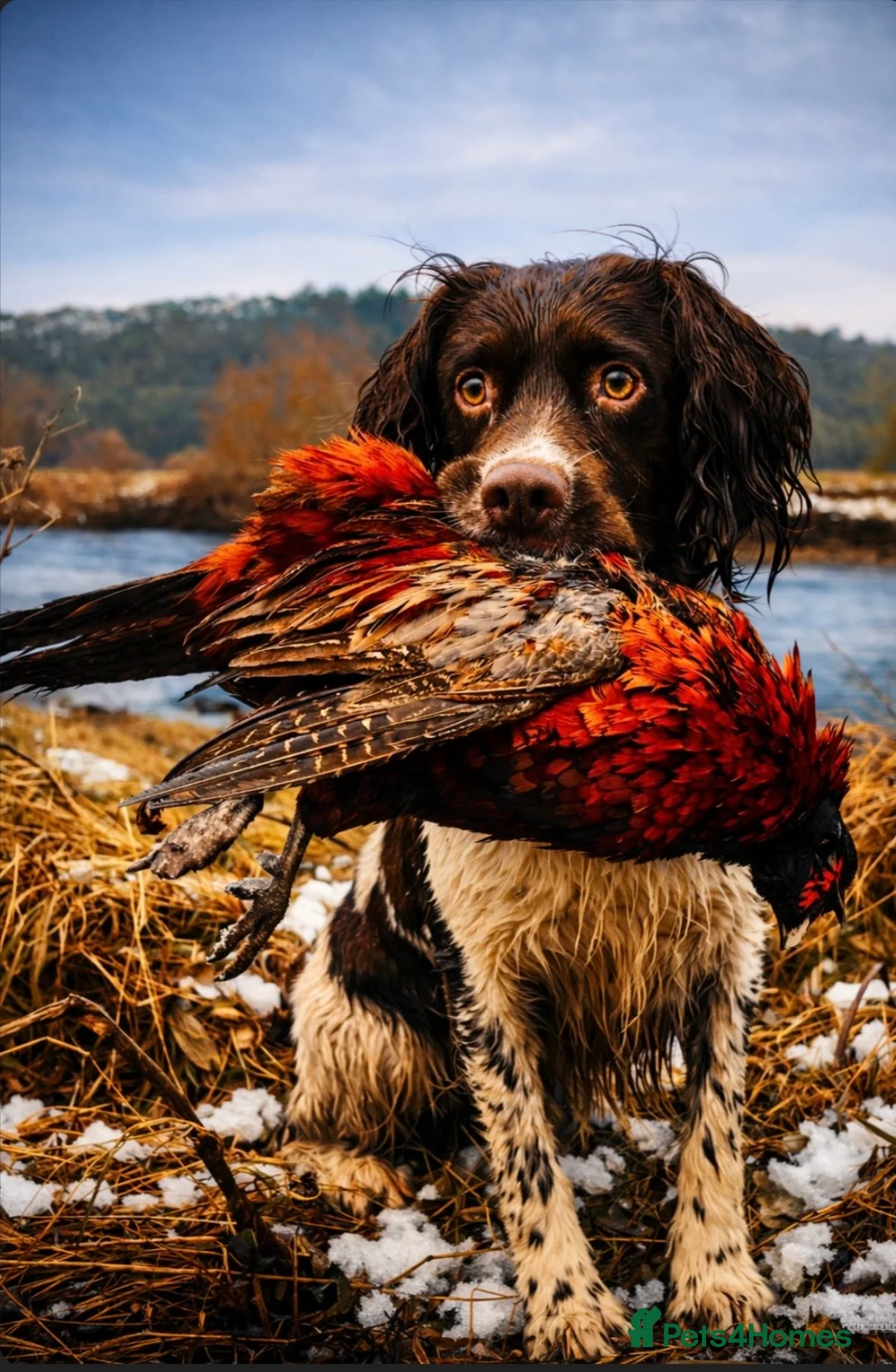English Springer Spaniel dogs for stud: Stunning KC registered working line ESS in Lancaster - Advert 1