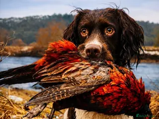 English Springer Spaniel dogs Stunning KC registered working line ESS in Lancaster - Advert 21