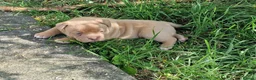 American Bully dogs for sale: Pocketbully puppy  - Advert 21