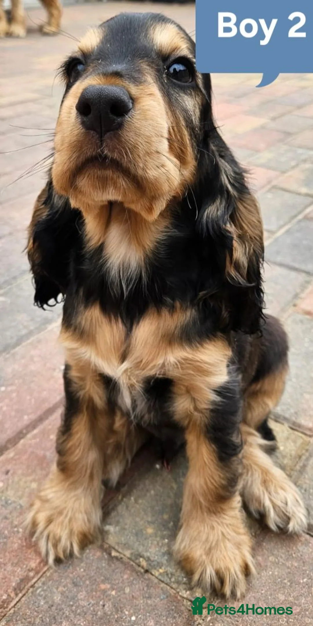 Cocker Spaniel dogs for sale: Ready to go 2 boys left show cocker spaniels - Advert 2