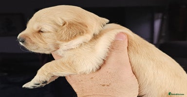 Golden Retriever dogs - Advert 2