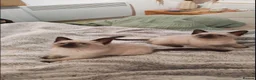 Siamese cats for sale: Siamese Kittens  in London - Advert 3