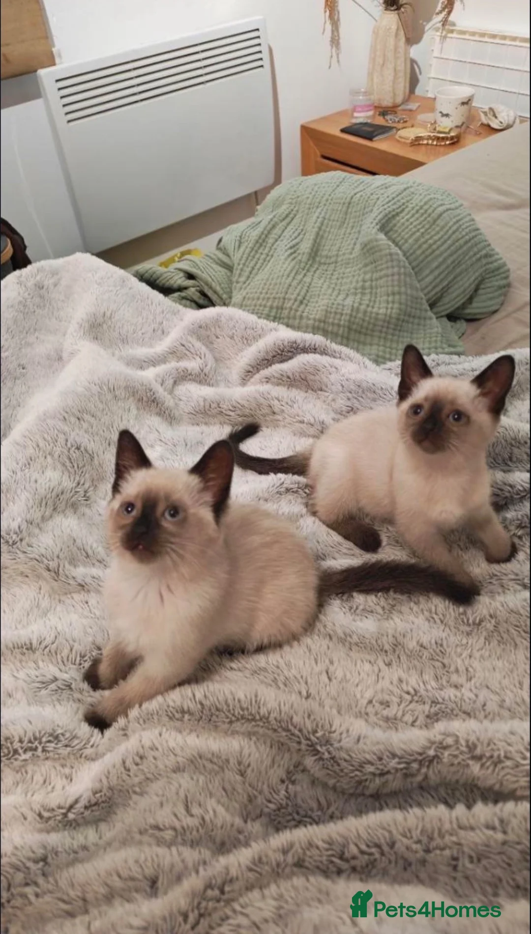 Siamese cats for sale: Siamese Kittens  in London - Advert 3