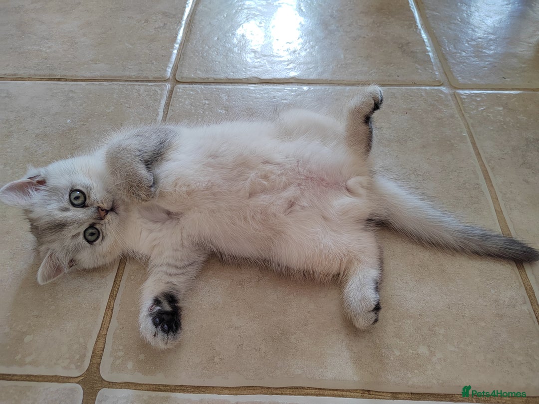 Scottish Fold cats for sale: Scottish Kittens 💜 - Image 31