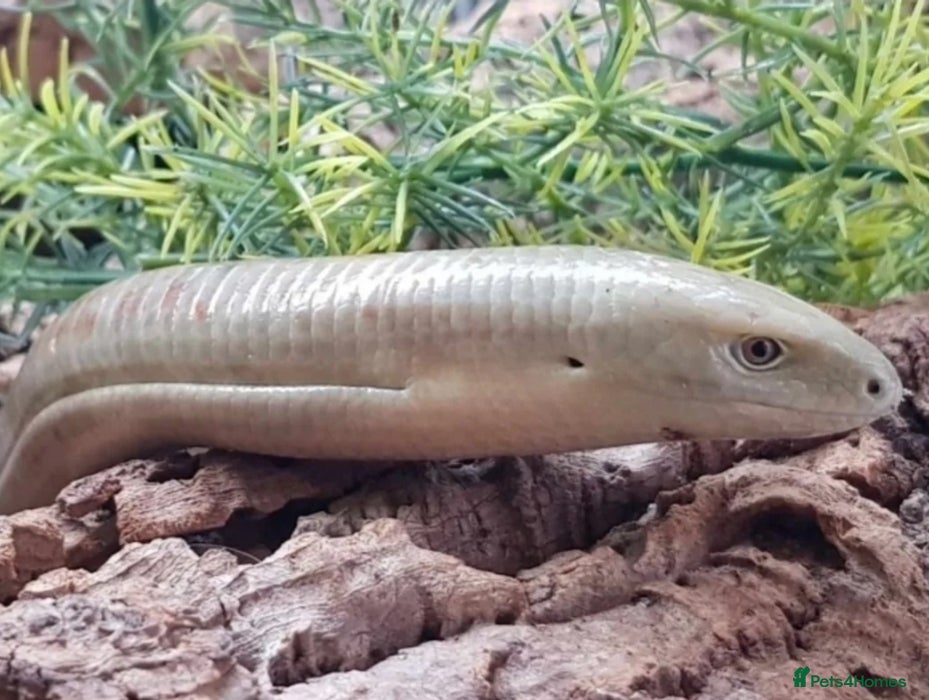 Lizard reptiles Legless lizard male - Advert 2